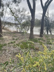 Chenopodium nitrariaceum