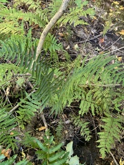 Homalosorus pycnocarpos