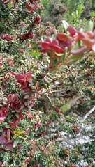 Myrceugenia rufa