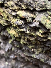 Xanthorrhoea preissii