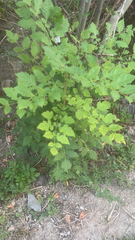 Koelreuteria paniculata