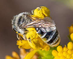 Andrena isocomae