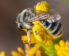 Andrena isocomae
