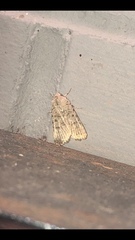 Caradrina montana
