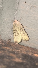 Caradrina montana