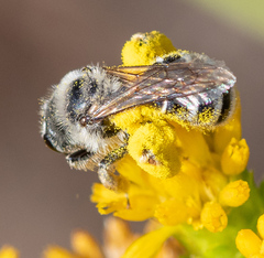 Andrena isocomae