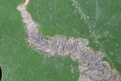 Coptotriche castaneaeella