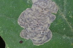 Coptotriche castaneaeella