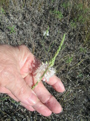 Oenothera glaucifolia