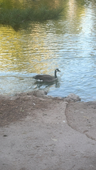 Branta canadensis