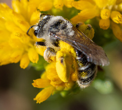 Andrena isocomae