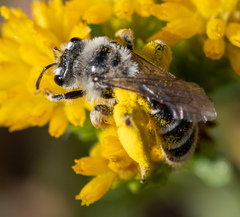 Andrena isocomae