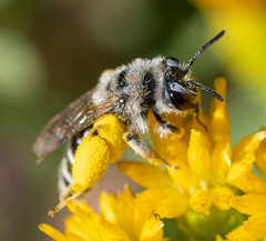 Andrena isocomae