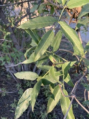 Sambucus cerulea