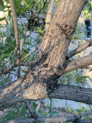 Sambucus cerulea