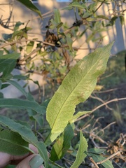 Sambucus cerulea