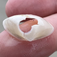 Maorimactra ordinaria