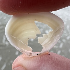 Maorimactra ordinaria