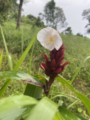 Costus
