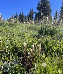 Castilleja parviflora albida