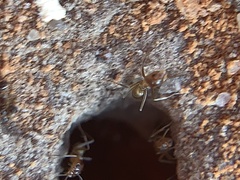 Dorymyrmex flavus