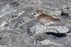 Pluvialis squatarola