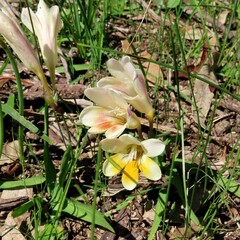 Freesia leichtlinii
