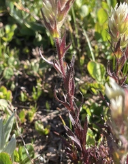 Castilleja parviflora albida