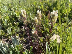 Castilleja parviflora albida