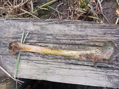 Vertebrata