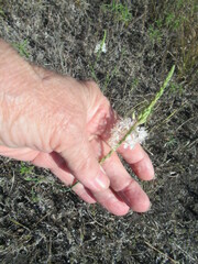 Oenothera glaucifolia