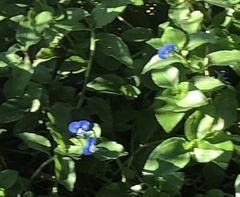 Commelina benghalensis