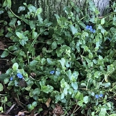 Commelina benghalensis