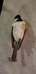 Poecile atricapillus