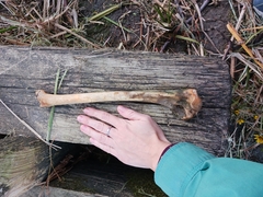 Vertebrata