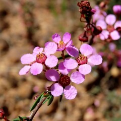 Euryomyrtus ramosissima
