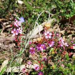 Euryomyrtus ramosissima