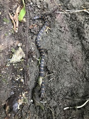 Atractus