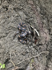 Atractus