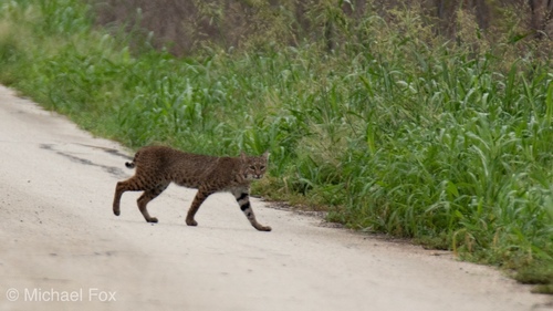Bobcat photographed in Texas