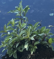 Cephalanthus occidentalis