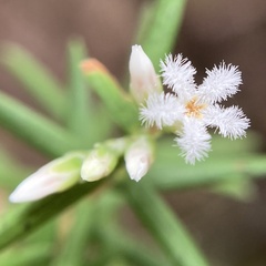 Leucopogon