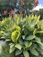 Canna × generalis