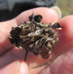 Desmanthus illinoensis