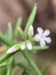 Leucopogon