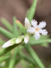 Leucopogon