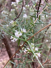 Leucopogon