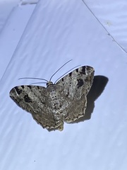 Macaria pinistrobata