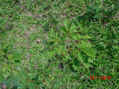 Handroanthus chrysotrichus