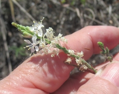 Oenothera glaucifolia